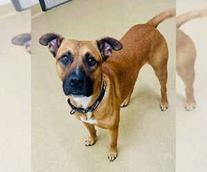 Black Mouth Cur-Unknown Mix Dogs for adoption in Derwood, MD, USA