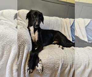 Greyhound-Saluki Mix Dogs for adoption in Agoura Hills, CA, USA