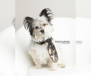 Toxirn Dogs for adoption in Dallas, TX, USA