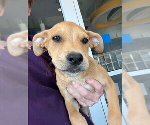 American Pit Bull Terrier Dogs for adoption in Baytown, TX, USA