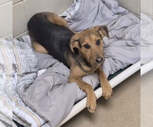 Black and Tan Coonhound Dogs for adoption in Decatur, IL, USA