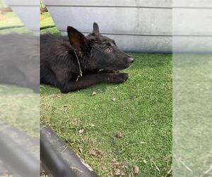 German Shepherd Dog-Unknown Mix Dogs for adoption in Waco, TX, USA