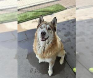 Siberian Husky Dogs for adoption in Chula Vista, CA, USA