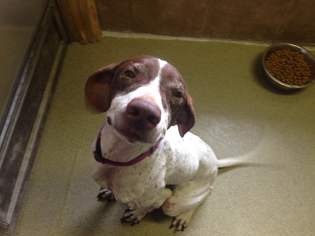Pointer-Unknown Mix Dogs for adoption in Valley Falls, KS, USA