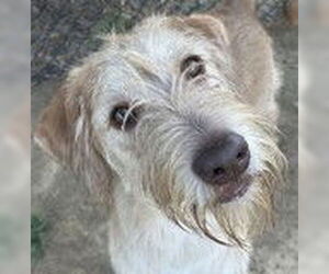 Poodle (Standard)-Unknown Mix Dogs for adoption in Evansville, IN, USA