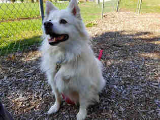 American Eskimo Dog Dogs for adoption in Urbana, IL, USA