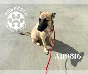 German Shepherd Dog Dogs for adoption in HESPERIA, CA, USA