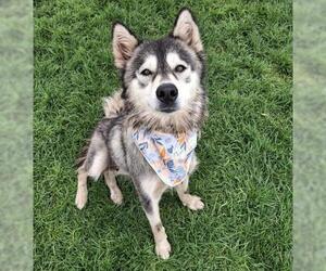 Huskies -Unknown Mix Dogs for adoption in Bakersfield, CA, USA