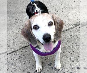 Medium Photo #1 Beagle-Unknown Mix Puppy For Sale in Fairfax, VA, USA
