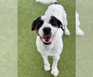 Mutt Dogs for adoption in Godfrey, IL, USA