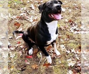 Labrador Retriever-Unknown Mix Dogs for adoption in Calhoun, GA, USA