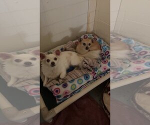 Chihuahua Dogs for adoption in Williamsburg, IA, USA