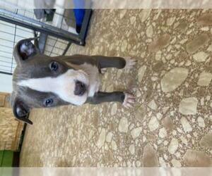 American Pit Bull Terrier Dogs for adoption in Ramona, CA, USA