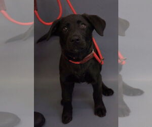 Labrador Retriever-Unknown Mix Dogs for adoption in Princeton, MN, USA