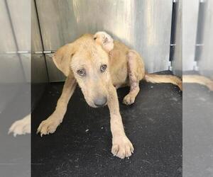 Labrador Retriever-Unknown Mix Dogs for adoption in San Antonio, TX, USA