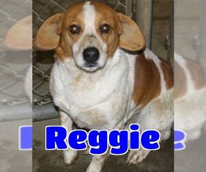 Small Beagle Mix