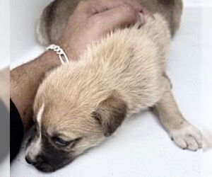 Labrador Retriever-Unknown Mix Dogs for adoption in Houston, TX, USA