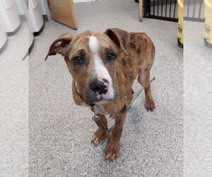 Catahoula Leopard Dog-Unknown Mix Dogs for adoption in Sayreville, NJ, NJ, USA