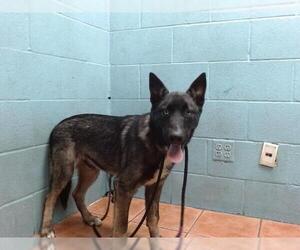 Siberian Husky-Unknown Mix Dogs for adoption in Downey, CA, USA