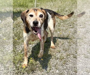 Beagle Dogs for adoption in Pittsburgh, PA, USA