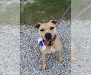 Mutt Dogs for adoption in Abbeville, LA, USA