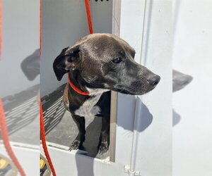 Chihuahua-Unknown Mix Dogs for adoption in Stockton, CA, USA