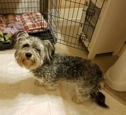 Lhasa-Poo Dogs for adoption in Modesto, CA, USA