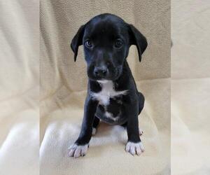 Boykin Spaniel Dogs for adoption in Dalzell, SC, USA