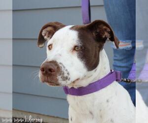 American Pit Bull Terrier-Unknown Mix Dogs for adoption in Cheyenne, WY, USA