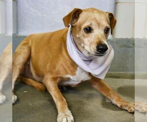 Labrador Retriever-Unknown Mix Dogs for adoption in San Antonio, TX, USA