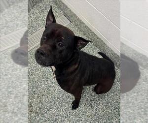 American Pit Bull Terrier-Unknown Mix Dogs for adoption in Salisbury, NC, USA