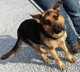 Medium Photo #1 German Shepherd Dog Puppy For Sale in Hillsdale, IN, USA