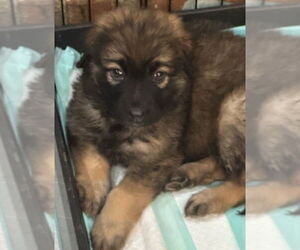 Golden Shepherd Dogs for adoption in Dana Point, CA, USA