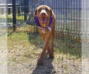 Mutt Dogs for adoption in San Antonio, TX, USA