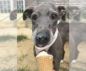 American Pit Bull Terrier-Unknown Mix Dogs for adoption in Germantown, OH, USA