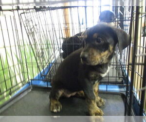 Labrador Retriever-Unknown Mix Dogs for adoption in Ocala, FL, USA