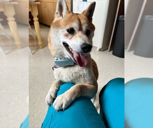 Shiba Inu Dogs for adoption in Mukwonago, WI, USA
