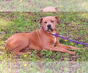 American Pit Bull Terrier-Labrador Retriever Mix Dogs for adoption in Wetumpka, AL, USA