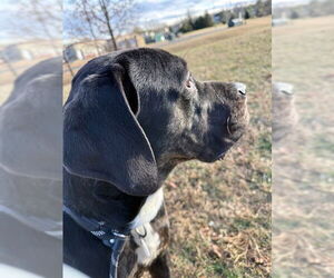 Mutt Dogs for adoption in Forestville, MD, USA