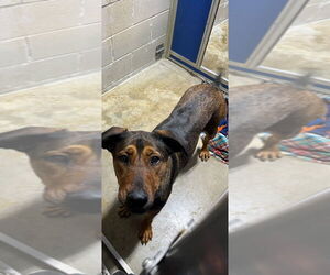 Rottweiler-Unknown Mix Dogs for adoption in Pierceton , IN, USA