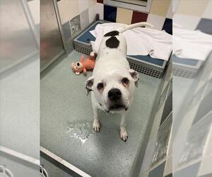 American Pit Bull Terrier-Unknown Mix Dogs for adoption in Plano, TX, USA