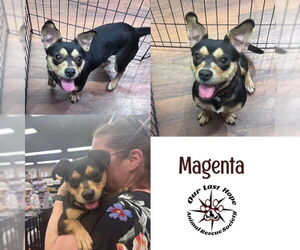 Chihuahua-Unknown Mix Dogs for adoption in Princeton, British Columbia, Canada