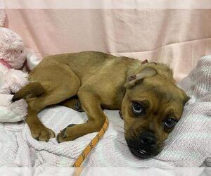 Pug-Unknown Mix Dogs for adoption in Modesto, CA, USA