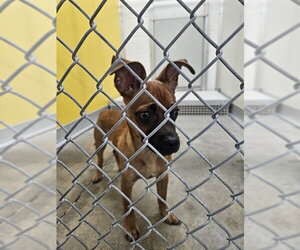 Chihuahua Dogs for adoption in Temple, TX, USA