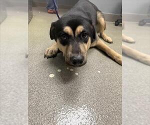 German Shepherd Dog-Unknown Mix Dogs for adoption in Las Vegas, NV, USA