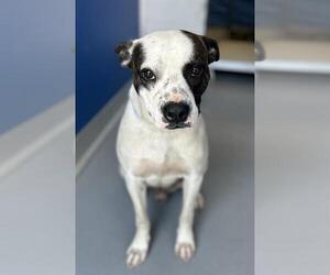 American Bulldog-Unknown Mix Dogs for adoption in Visalia, CA, USA