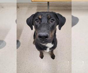 Labrador Retriever-Unknown Mix Dogs for adoption in Fairbanks, AK, USA