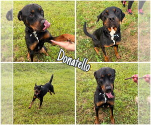 Rottweiler Dogs for adoption in Pierceton , IN, USA