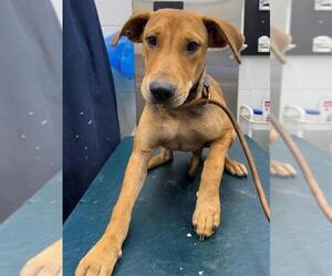 Black Mouth Cur-Unknown Mix Dogs for adoption in Mobile, AL, USA