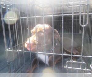 Mutt Dogs for adoption in Ocala, FL, USA